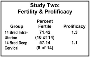 Sheep Artificial Insemination